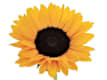 Girasoli
