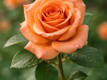 Fucsia Florarte