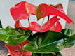 Piante