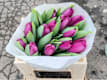 Tulipani