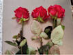 Tris di Rose