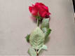 Rosa Singola
