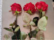 Tris di Rose