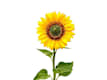 Girasoli