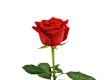 Rosa Singola