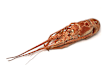 Crostacei Gelo