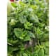 Herbs