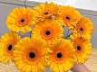 Gerbera