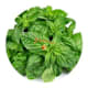 Herbs