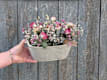 Dried Arrangements