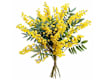 Fresh Flowers