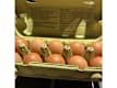John D. Forrest Award Winning Eggs