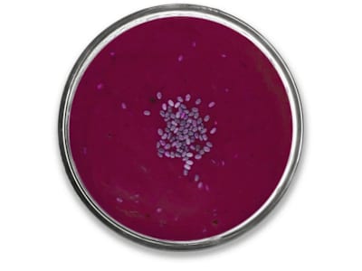 Açai Smoothie